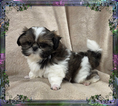 Tiny little female chinese imperial shih tzu puppies for sale teacup